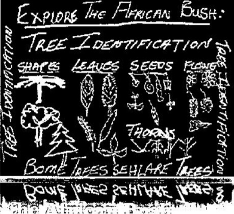 tree-identification--educational-field-trip-